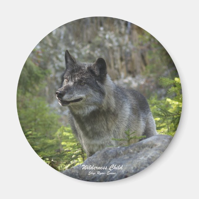 Magnet de photographie de la faune du loup gris (Devant)