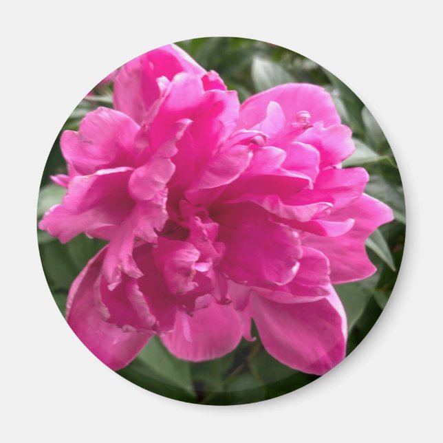 Magnet de pivoine (Devant)