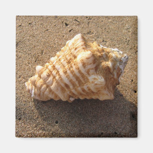 Magnet de plage de sable de coquillage