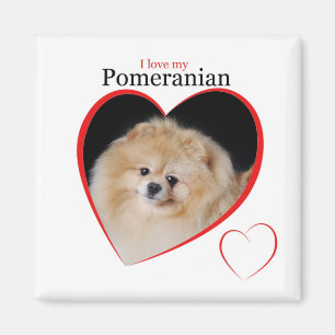 Magnet de Poméranie