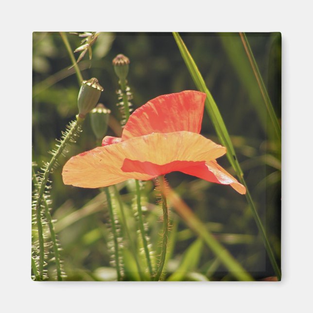 Magnet de Poppy (Devant)