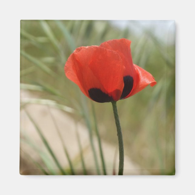Magnet de Poppy sauvage (Devant)