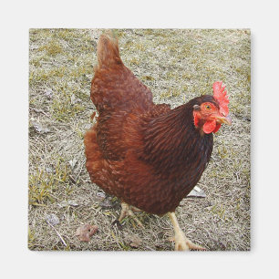 Magnet de poulet