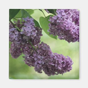 Magnet de printemps