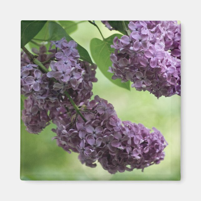 Magnet de printemps (Devant)