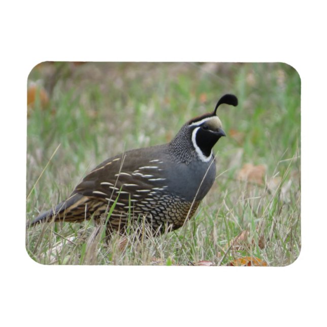 Magnet de profil de caille masculin en Californie (Horizontal)