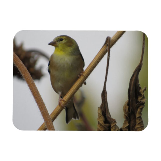 Magnet de profil Goldfinch (Horizontal)