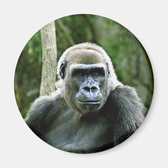 Magnet de profil Gorilla (Devant)