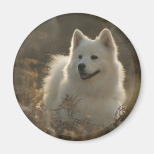 Magnet de race de chien Samoyé