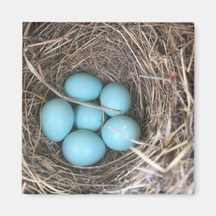 Magnet de réfrigérateur - oeufs d'oiseau bleu