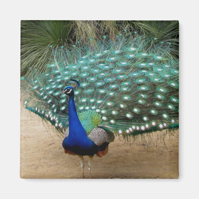 Magnet de réfrigérateur Peacock (Devant)