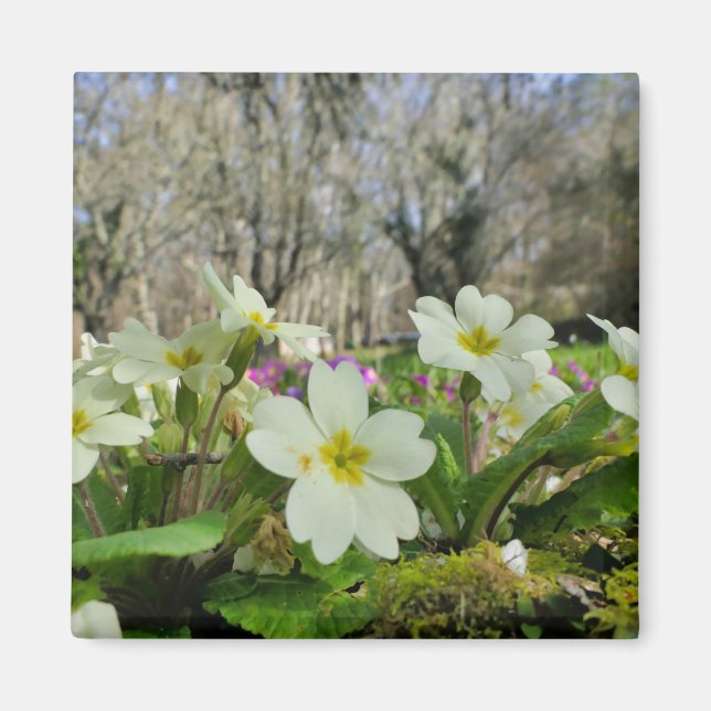 Magnet de réfrigérateur Primrose (Devant)