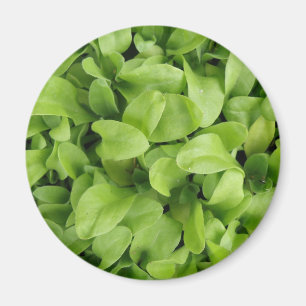 Magnet de semis de Marigold