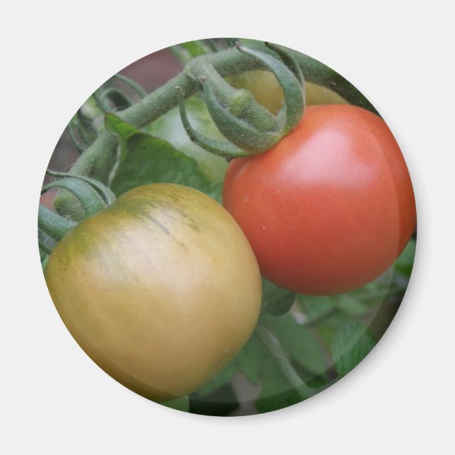Magnet de tomates orange et rouge (Devant)