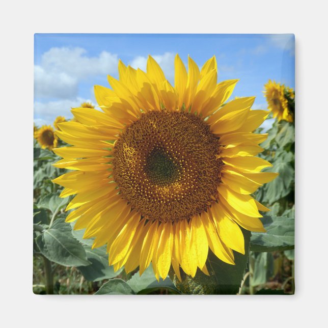 Magnet de tournesol (Devant)