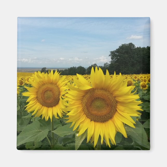 Magnet de tournesol (Devant)