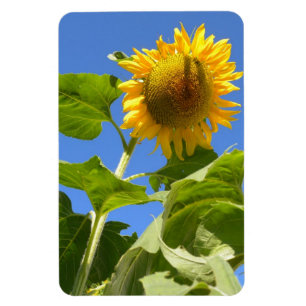 Magnet de tournesol