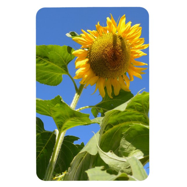 Magnet de tournesol (Vertical)