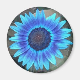 Magnet de tournesol bleu