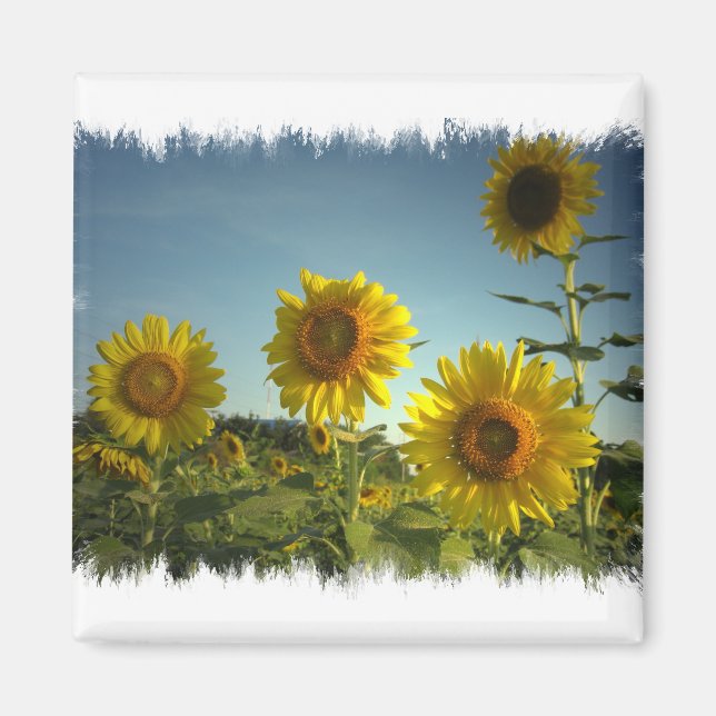 Magnet de tournesol de jardin bio (Devant)