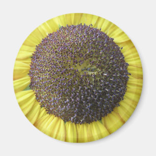 Magnet de tournesol jaune
