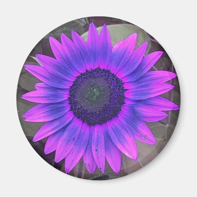 Magnet de tournesol rose N violet (Devant)