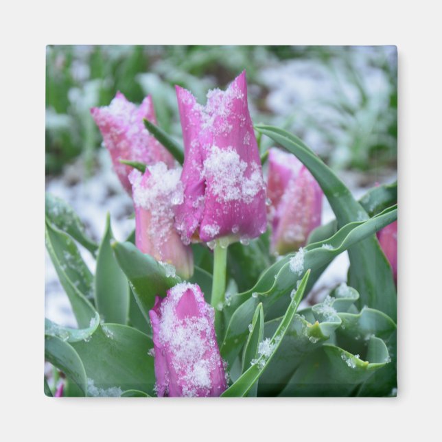 Magnet de Tulipe de printemps (Devant)