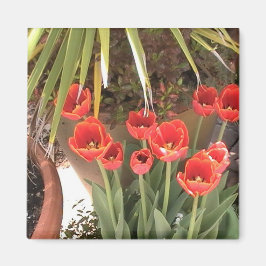 Magnet de tulipes