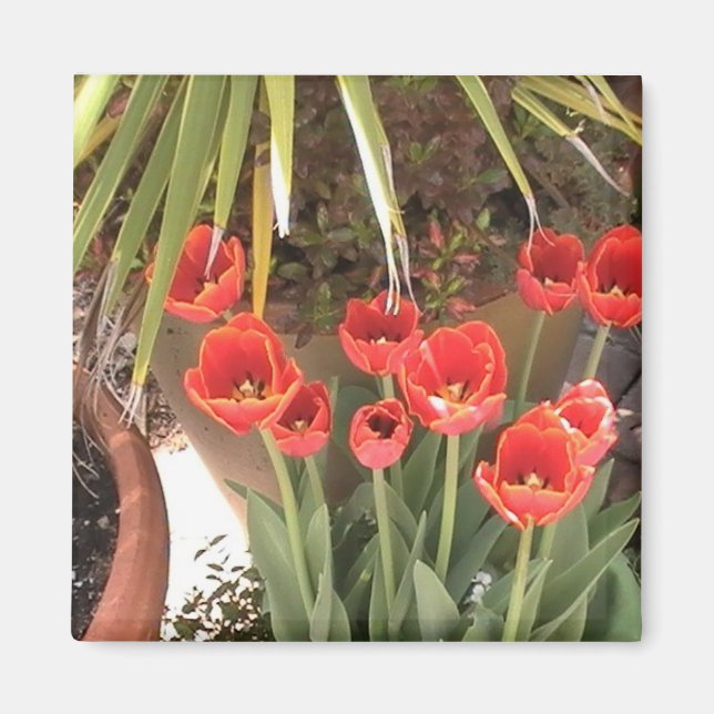 Magnet de tulipes (Devant)