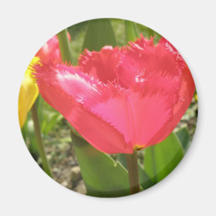 Magnet de tulipes frangées