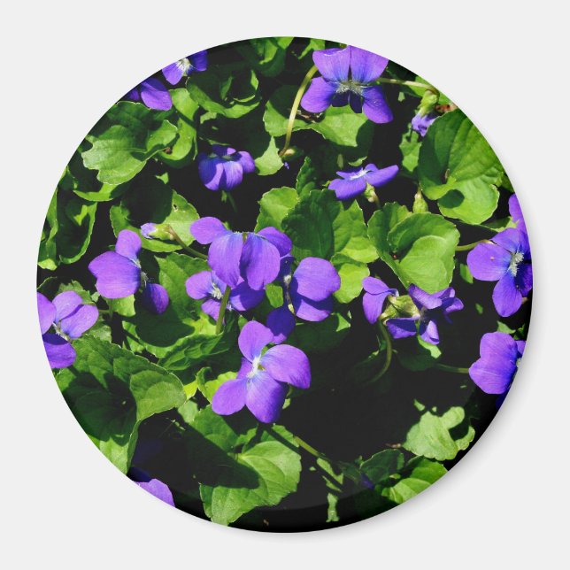Magnet de violette (Devant)