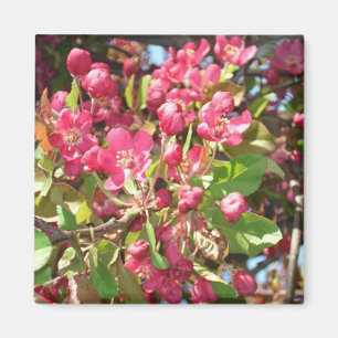 Magnet der Blumen-Crab1