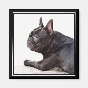 Magnet der französischen Bulldogge
