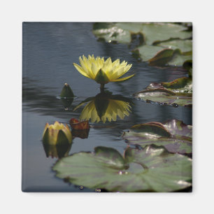 Magnet der Gelben Lotus-Wasserlilien