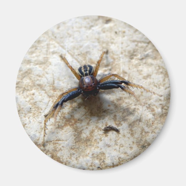 Magnet der männlichen Ground Crab (Vorne)