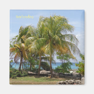 Magnet der Palmen in Barbados