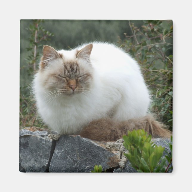 Magnet der Pedigree Cat (Vorne)