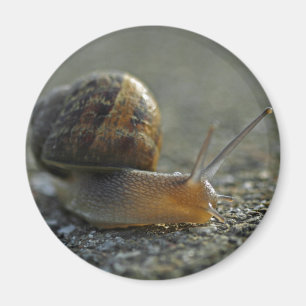 Magnet der Schnecke-1