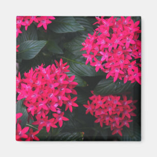 Magnet des ägyptischen Sternenclusters