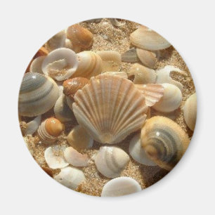 Magnet des coques de plage