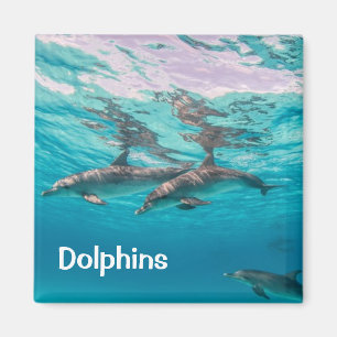 Magnet des dauphins