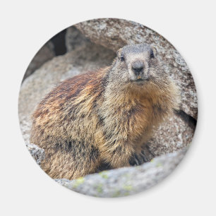 Magnet des marmottes alpines