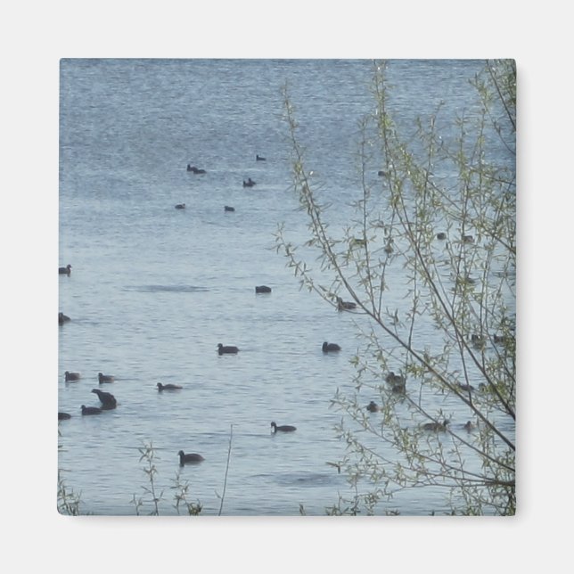 Magnet des oiseaux du lac (Devant)