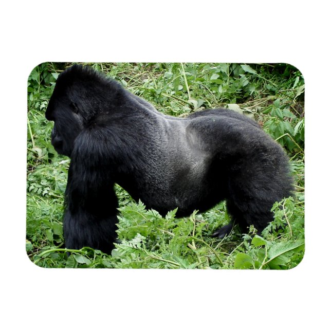 Magnet des Silverback Gorilla-Fotos (Horizontal)