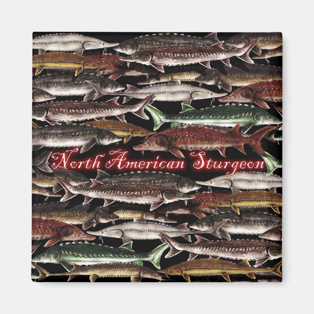 Magnet d'esturgeon - Esturgeon nord-américain (Devant)