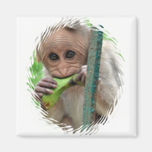 Magnet d'image de singe drôle