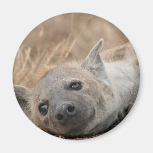 Magnet d'images Hyena