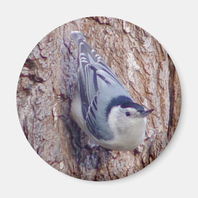 Magnet d'oiseaux de Nuthatch (Devant)