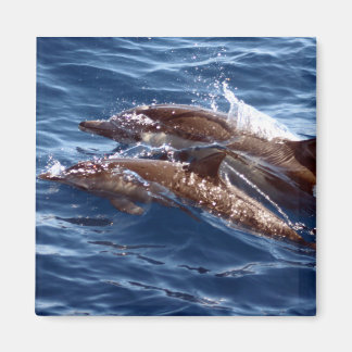 Magnet Dolphin maman et bébé