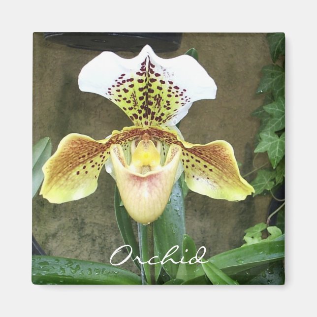 Magnet d'orchidée (Devant)